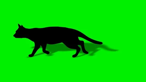Shade Of Walking Black Cat Stock Footage 88544171