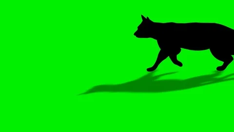 Shade Of Walking Black Cat Stock Footage 88544173