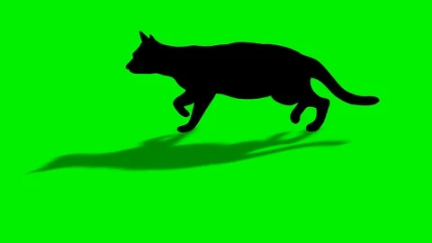 Shade Of Walking Black Cat Stock Footage 88544198