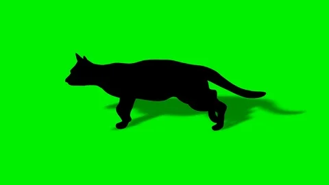 Shade Of Walking Black Cat Stock Footage 88544219