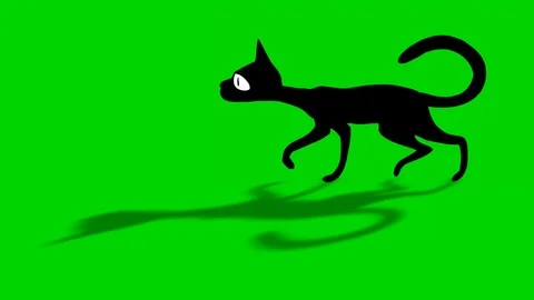Shade Of Walking Black Cat Stock Footage 89349385