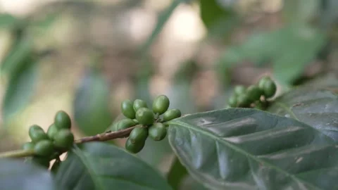 Shaded Agroforestry Coffee Branch with Developing Green Cherries Video stock 323188552