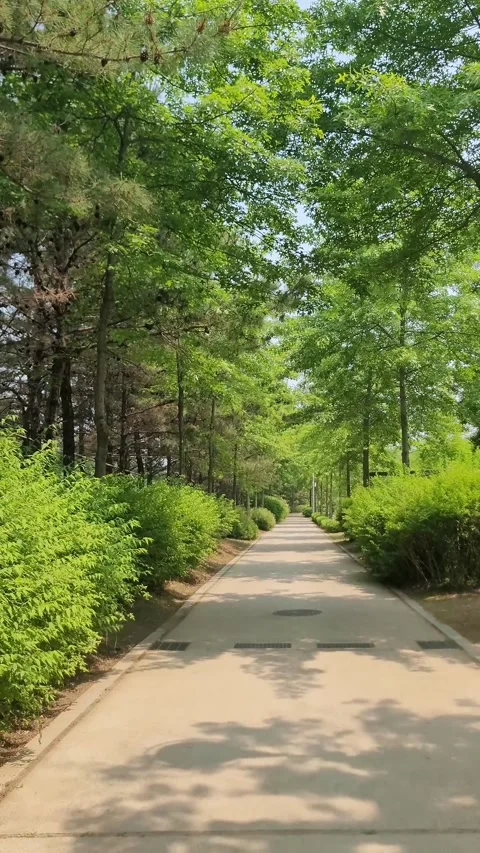 Shaded Arboretum Path Daebudo Stock Footage 330358124
