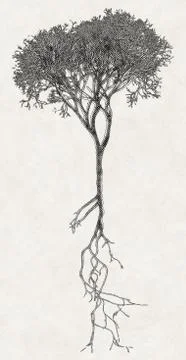Shaded bare tree with root system Stock Illustration