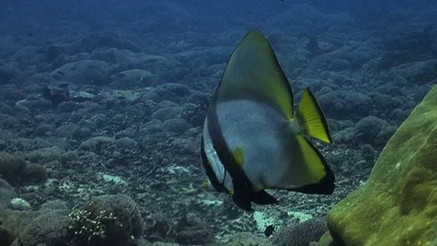 A shaded batfish Stock Footage 120402746