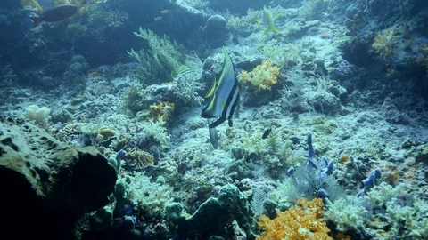 Shaded batfish hovering over healthy mixed coral reef Stock Footage 102123832