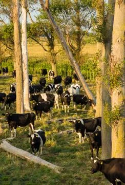 Shaded cows Stock Photos