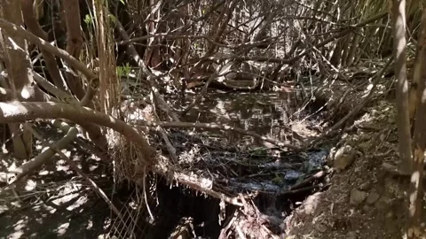 Shaded creek under tangled branches in Cyprus countryside Stock Footage 328095415