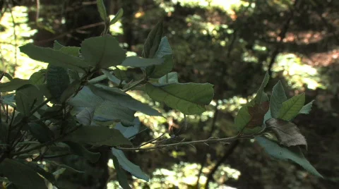 Shaded Foliage Video stock 612424