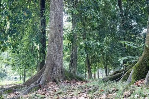 Shaded Forest Floor with Large Trunks and Roots Stock Photos