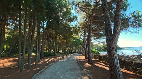 Shaded Forest Path Along Adriatic Coast, Tall Pine Trees Creating Natural Tunnel Stock Footage 317247245
