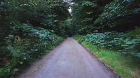 Shaded Forest Path With Ferns Stock-Footage 314786032