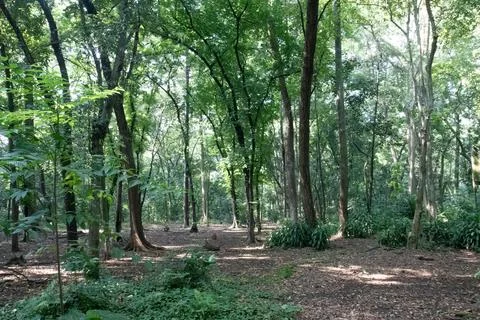 Shaded Forest Path with Open Space and Lush Vegetation Stock Photos