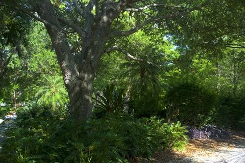 Shaded Forest Path Foto stock