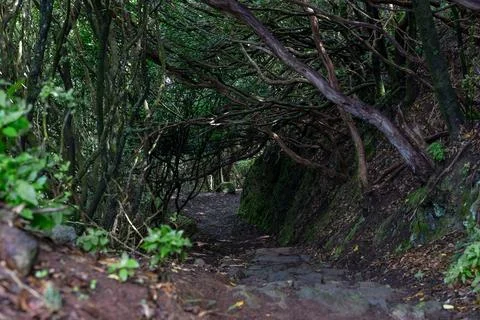 Shaded forest path with stone steps and tangled laurel tree branches forming  Stock Photos