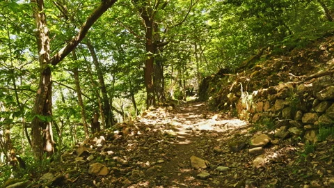 Shaded Forest Path with Stone Wall Stock Footage 279504051