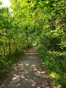 Shaded Forest Path in the UK Stock Photos