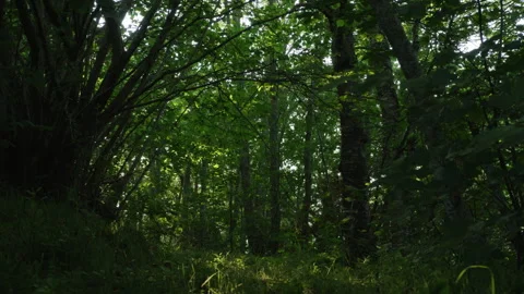 Shaded Forest Path Under Dense Green Canopy in Norwegian Nature Stock Footage 340880747