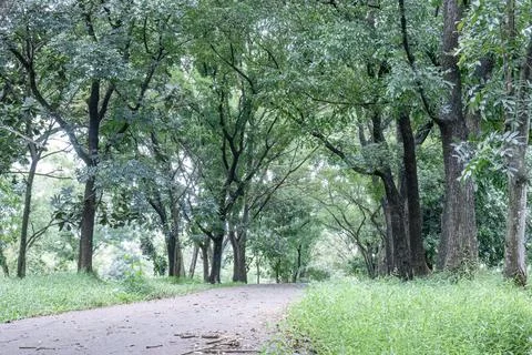 Shaded forest pathway with a natural tree canopy Stock Photos