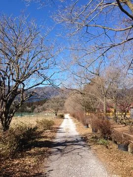 Shaded Forest Pathway Stock Photos