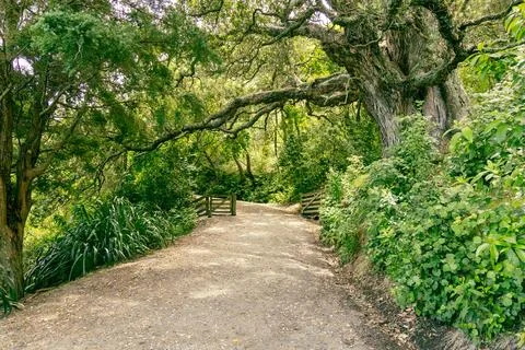 Shaded Forest Pathway Under Large Spreading Tree Foto stock
