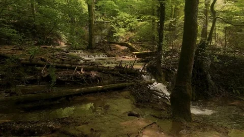 Shaded Forest Stream with Fallen Trees and Small Waterfalls Stock Footage 314223695