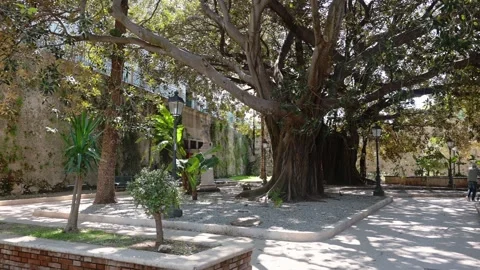 Shaded garden path with large trees and stone walls Stock Footage 310510161