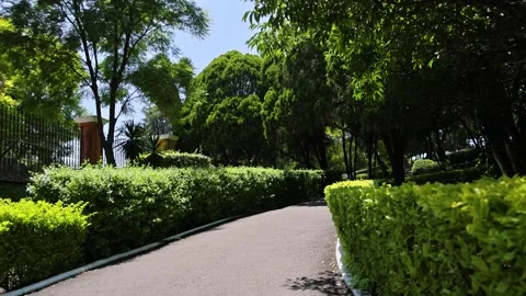 Shaded Garden Pathway With Manicured Hedges And Trees Stock Footage 346114068