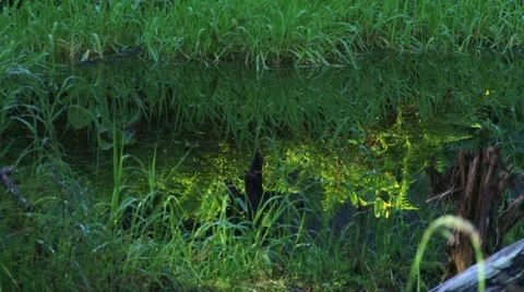 Shaded Grassy Spring With Glowing Reflected Ferns Stock Footage 21432547