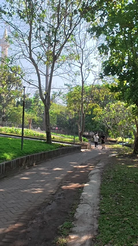 Shaded green park pathway winding beneath mature tropical trees Vidéo 342589546