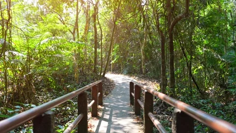 A shaded jungle path surrounded by rich foliage and towering trees. Video stock 331281007