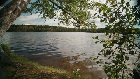 Shaded Lakeshore Nook with Birch Tree and Rippling Water Stock Footage 345770331