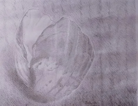 Shaded oyster Stock Illustration