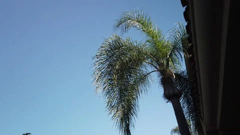 Shaded palm tree on side of building Stock Footage 137537833