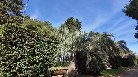 Shaded Park Path Lined With Tropical Foliage Stock-Footage 342560693
