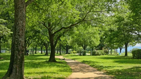 Shaded Park Path with People and Large Trees in Seoul Stock Footage 340242590