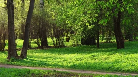Shaded path among the trees and green meadows in the park Stock Footage 318303670