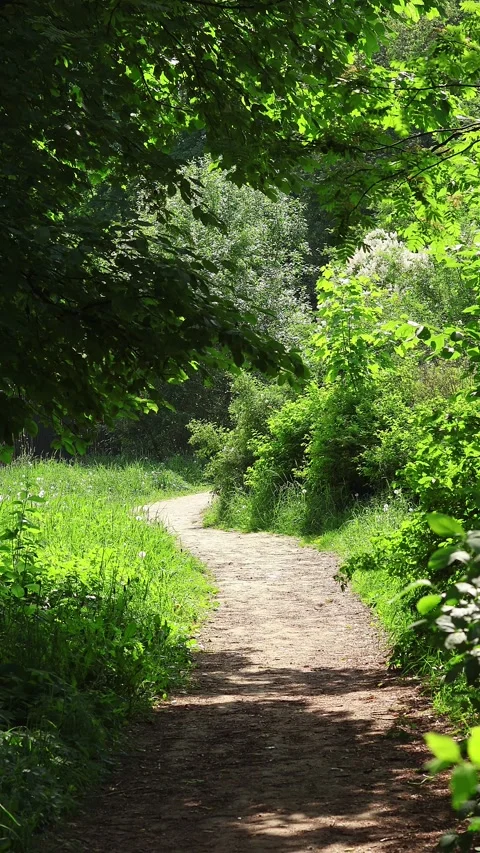 A shaded path among the trees and green meadows in a sunny summer park Video stock 318395181