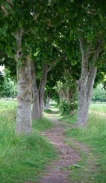 Shaded Path Lined by Mature Trees Leading Through a Green Field Stock Photos