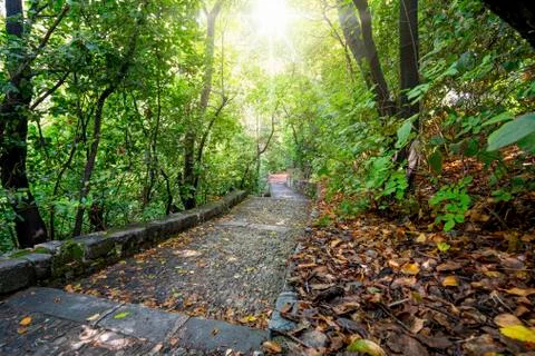 Shaded path in the woods Stock Photos