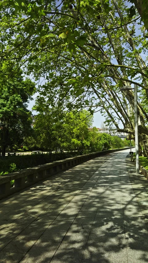 Shaded Pathway Under Green Canopy Stock Footage 275739800