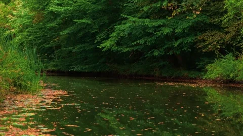 Shaded river flowing beside dense forest with floating golden leaves. River Stock Footage 317082479