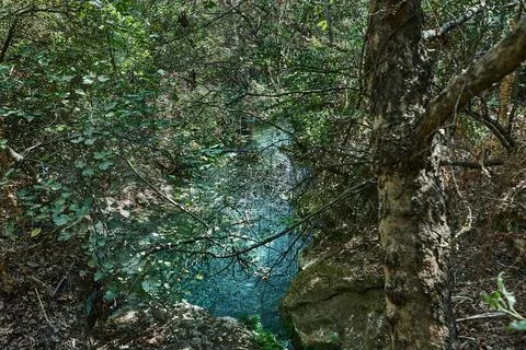 Shaded river view through tangled forest branches with sun rays reflecting off Stock Photos