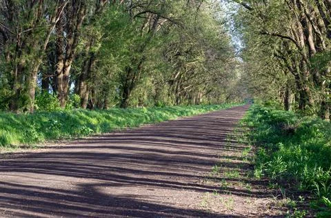 Shaded road between rows of trees stretching into the distance in a public pa Foto stock