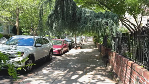 Shaded sidewalk under drooping evergreen branches in Washington D.C. Video stock 323574491