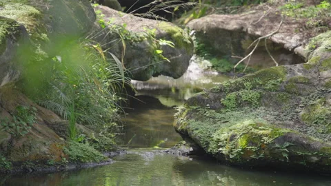 Shaded Stream Through Moss and Aquatic Plants. Stock Footage 307604899