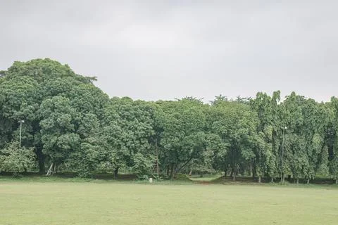 Shaded Tree Corridor Beside an Open Park Field. Stock Photos