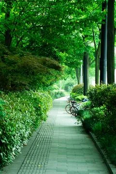 Shaded Tree Lined Path Through Xixi Wetland Scenic Boardwalk Photography Stock Photos