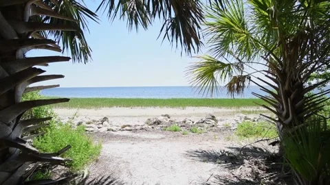 Shaded tropical view peering from behind palms to beautiful ocean view Stock Footage 152959944