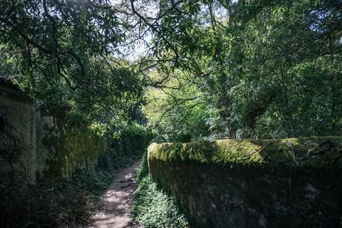 Shaded walking path through forest greenery in Sintra, Portugal Stock Photos